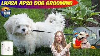 Lhasa apso dog grooming  Rocky  VetPro CLIP N CLEAN  Rudra Vlogs  Pet Grooming  Vlog12 [upl. by Biel]