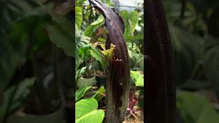 Amorphophallus spectabilis comes to life in full bloom AmorphophallusSpectabilis [upl. by Kira785]