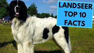 Landseer Dog Breed  TOP 10 Interesting Facts [upl. by Durkin]