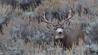 ConservationisREAL  Mule Deer Foundation [upl. by Lilli634]