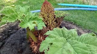 101Gunnera Manicata 3 tyg po posadzeniu [upl. by Nwahsek]