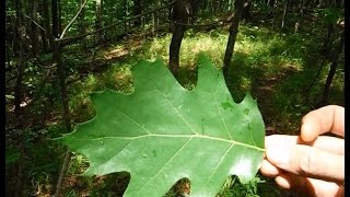 Tree Identification  Northeastern Hardwoods [upl. by Aniram526]