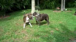 Bull Terrier happy after doggie day care camp [upl. by Innos]