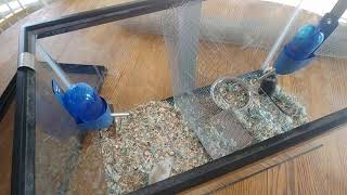 Gerbil Introduction Split Cage Method [upl. by Rimidalb]