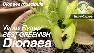 Best Greenish Venus Flytrap 10 Days Time lapse  Venus Fly Trap  Dionaea  Carnivorous Plants [upl. by Russian475]