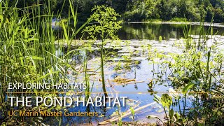 The Pond Habitat  Exploring Habitats [upl. by Elleiram]