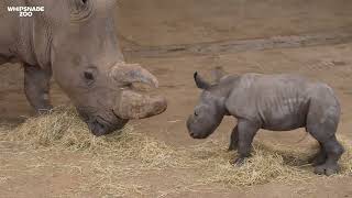 Baby rhino born at Whipsnade Zoo [upl. by Asiulana]