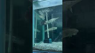 🤩Wow😍Monster👿fish attack feed shots monsterfishtank fishfood oscar catfish fish shortvideo [upl. by Monteria276]