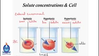 Lec11 Solute concentrations amp Cell [upl. by Yadrahs]