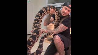 🔥Whats inSide a Rattlesnakes Tail shorts wildlife animals [upl. by Habas723]