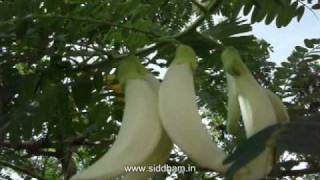 Herbal Medicine  Sesbania grandiflora  Natural remedy for Toxicities [upl. by Broek]