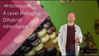 Dihybrid Inheritance  A Level Biology [upl. by Errick]