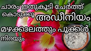 ഒരു സ്പൂൺ ചാരം മതിമഴക്കാലത്തും അഡീനിയം പൂക്കൾ കൊണ്ട് നിറയാൻponnus world 1234 [upl. by Ludie]