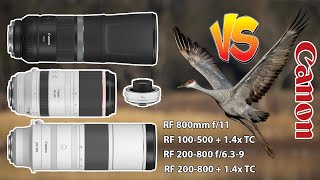 Canon 200800 Vs 800 f11 Vs 100500 14x TC Birds In Flight with Canon EOS R6 Mark II  BONUS [upl. by Starks]