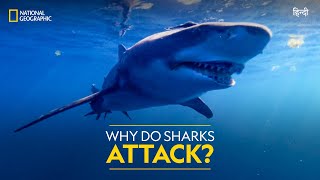 Why Do Sharks Attack  Jaws vs Boats  Full Episode  S01E01  हिंदी  National Geographic [upl. by Anuait487]