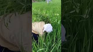 Grass weed farming nature Rinaroshan valo garden shortsyoutube short [upl. by Aseiram223]