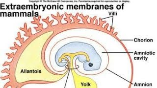 extra embryonic membraneACF [upl. by Normandy550]