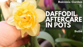 Aftercare For Daffodils Grown In Pots What To Do When Flowering Is Over  Balconia Garden [upl. by Calia]