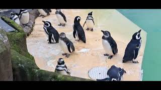 Visiting Blackpool Zoo on 5th November 2024 dayout family attraction zoo animals [upl. by Rene]