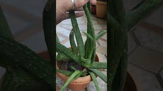 Aloe vera plant kaise lagayegarden plants shorts subscribe mybeautifulgarden [upl. by Rebba]