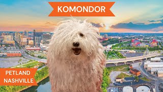 Komondor Breed Highlights [upl. by Rieth380]