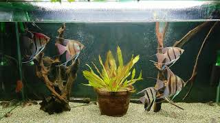 Pterophyllum Scalare・Altumwild1200×450×600原種エンゼルフィッシュの混泳 [upl. by Asilak]