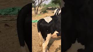 cow bull youtuber youtubeshorts ytshorts youtube youtubeshort ytshort yt [upl. by Yenoh]