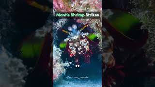 Mantis Shrimp Strikes [upl. by Anelram]