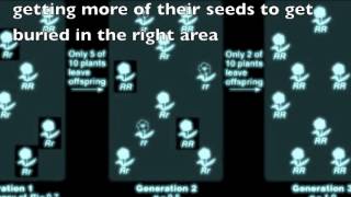 Genetic Drift  A Brief but Thorough Explanation [upl. by Yllime]