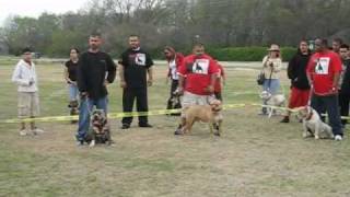 Dtownbullyscom DOMINO Dallas Tx [upl. by Aggy]