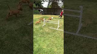 7 week old Pharaoh Hound puppies  introduction to lure coursing [upl. by Lat636]