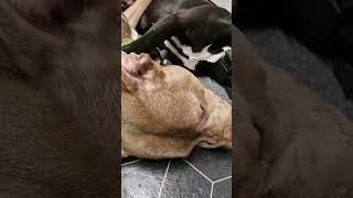 CryBaby Vs XL Bully UK 🇬🇧 shorts animals dog life story puppy cute update [upl. by Suoicserp]