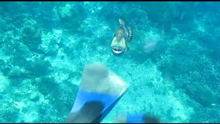 Titan trigger fish attack [upl. by Aihcsrop35]