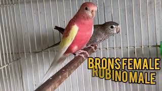 bourke parrot  Rosa bourke  robino bourki  types of burki [upl. by Eittah]