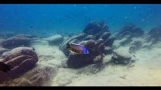 Copadichromis borleyi at Mara Rocks [upl. by Shiekh425]