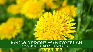 Making Medicine with Dandelion  Tincture  Infused Vinegar [upl. by Magna224]