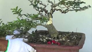 Bonsai Tutorials for Beginners How to Make Bonsai Trunk Look Fatter [upl. by Yug]