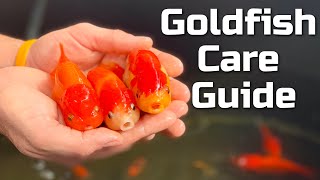 Beginner Goldfish Care Guide [upl. by Aeniah]