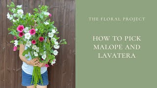 How to Pick Your Malope and Lavatera [upl. by Acsisnarf]