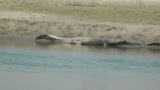 Gavial du Gange Gavialis gangeticus  Chitwan Népal © Nicolas Macaire [upl. by Stoecker749]