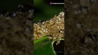 The satanic leaftailed gecko is one of Madagascars most fascinating and mysterious creatures [upl. by Eltotsira318]