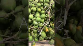 Chenette aka Guinep aka Ackee CaribbeanPotcom [upl. by Zebadiah908]