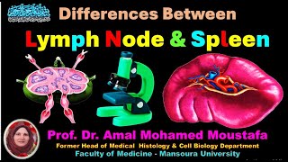 Differences between Lymph Node and Spleen Dr Amal Mohamed Moustafa [upl. by Atinram]