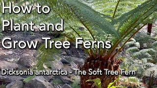 Tree Fern Care  Planting Dicksonia Antarctica  PLUS Watering Fertilizer and General Care [upl. by Helbonnas]