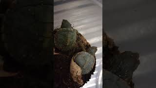 4 September 2024  I transfer the 2 newly hatched baby tortoises to a new container Happy Birthday [upl. by Aynatal]