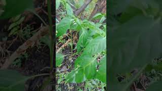 Capsicum annum L grows wild nature borneo [upl. by Maris]