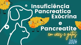 INSUFICIÊNCIA PANCREATICA EXÓCRINA E PANCREATITE EM CÃES E GATOS 2024 [upl. by Ossie]