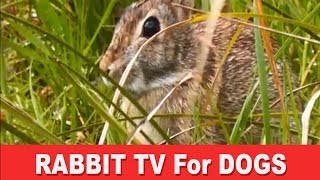 Rabbit TV A Film for Dogs [upl. by Lola]