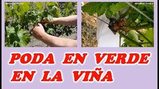 Como Hacer la Poda en Verde en la Viña  Todo Huerta y Jardín [upl. by Attenal]