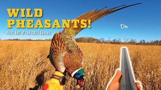 WILD Pheasants Opening Day amp The First Half of the 2023 Season [upl. by Agretha]